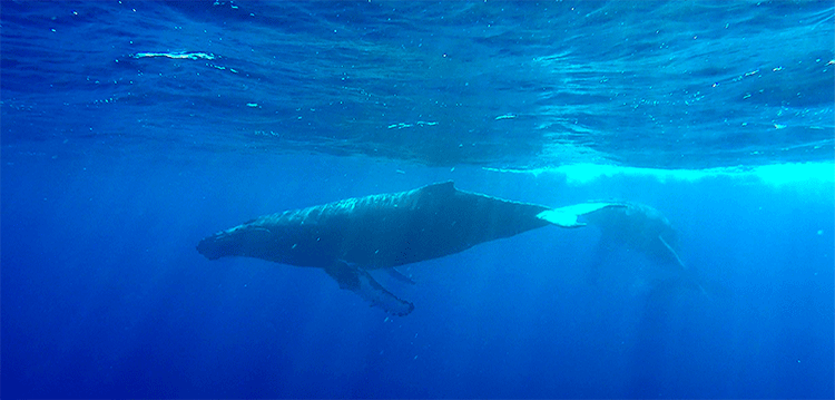 maui wildlife