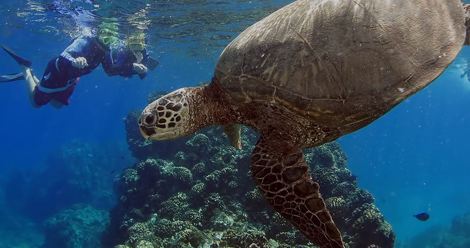 Best Maui Peaceful Secret Spots Turtle Town