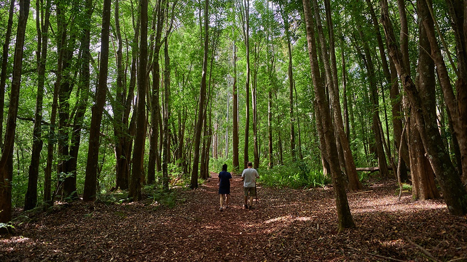 Maui Peaceful Secret Spots Makawao Forest