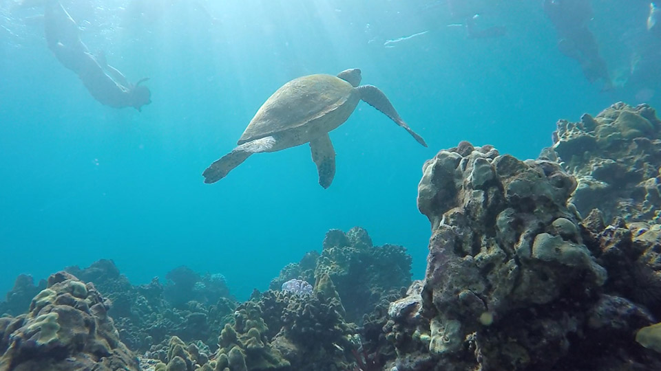 Green Seat Turtle