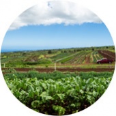 Best Maui Evonuk Farms