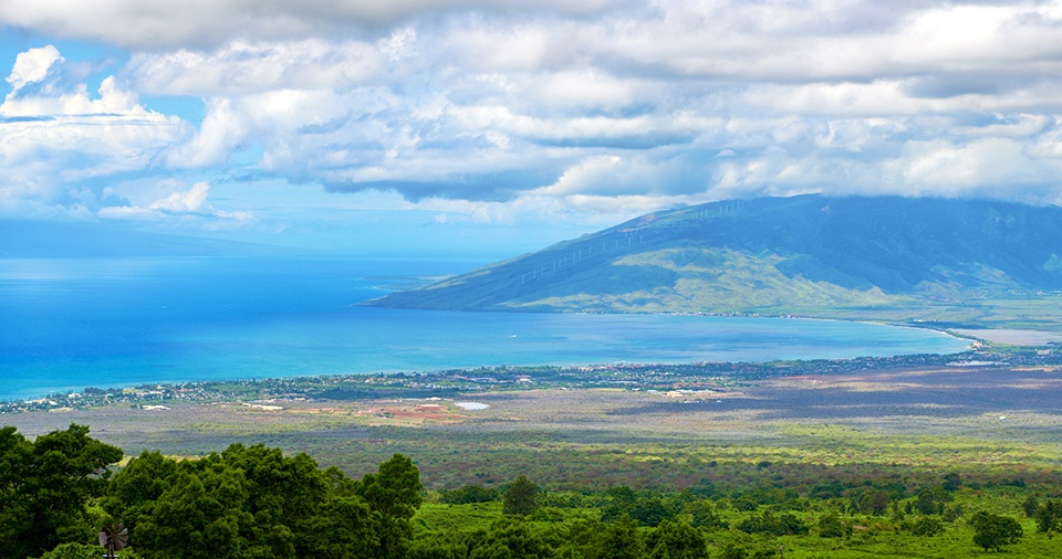 Maui Best All Organic Kupa'a Farms