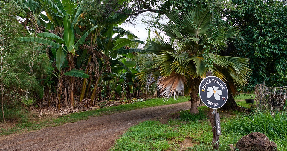 Maui Best All Organic Kupa'a Farms