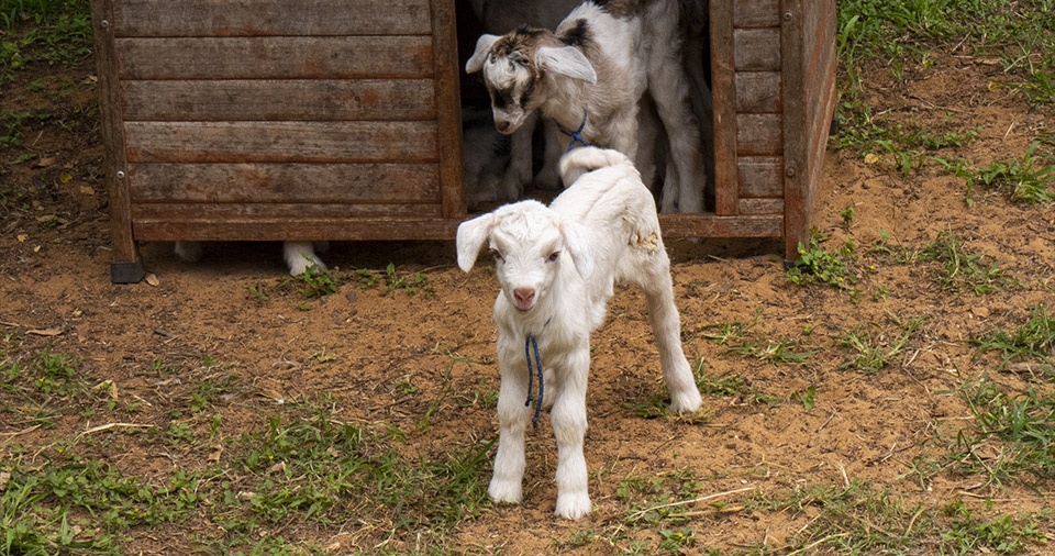 Maui Best All Organic Surfing Goat Dairy