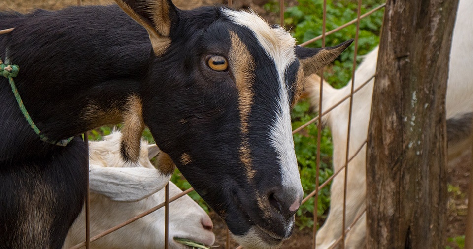 Maui Best All Organic Surfing Goat Dairy