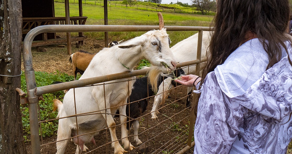 Maui Best All Organic Surfing Goat Dairy