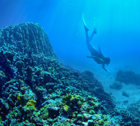 Amazing snorkeling