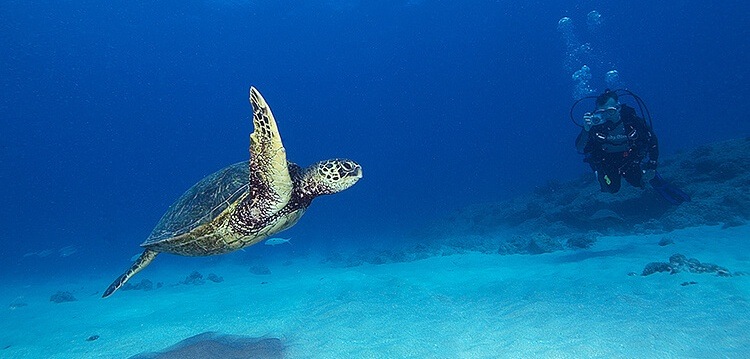 Best Maui Scuba Diving Turtle