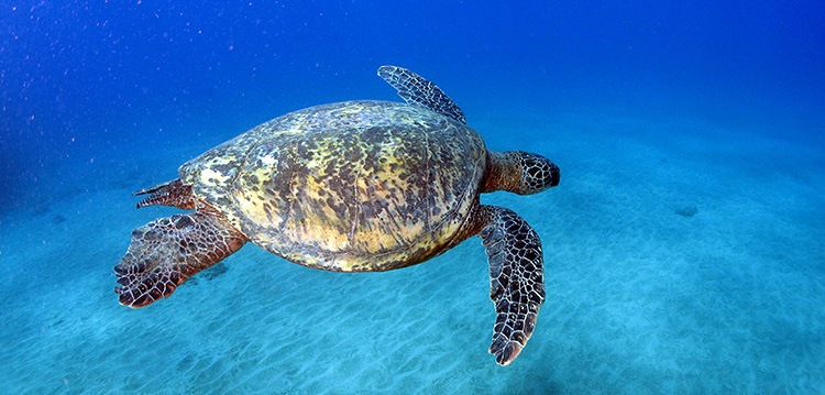 Turtle Snorkel Adventure