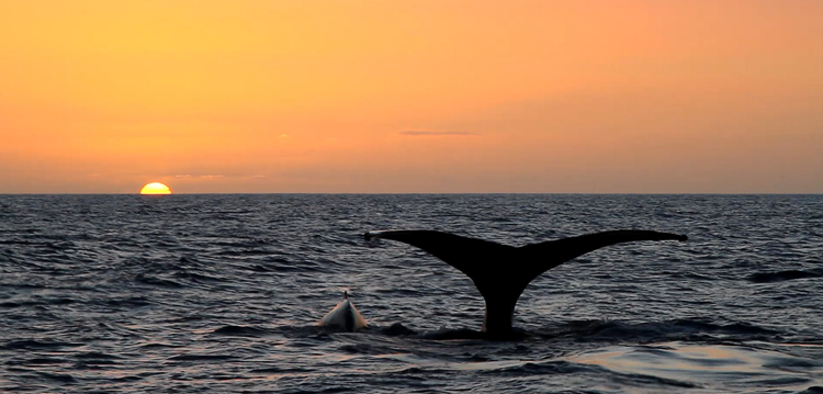 Maui sunset cruise