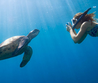 Best Underwater Turtle Snorkel Molokini Maui Hawaii Activities