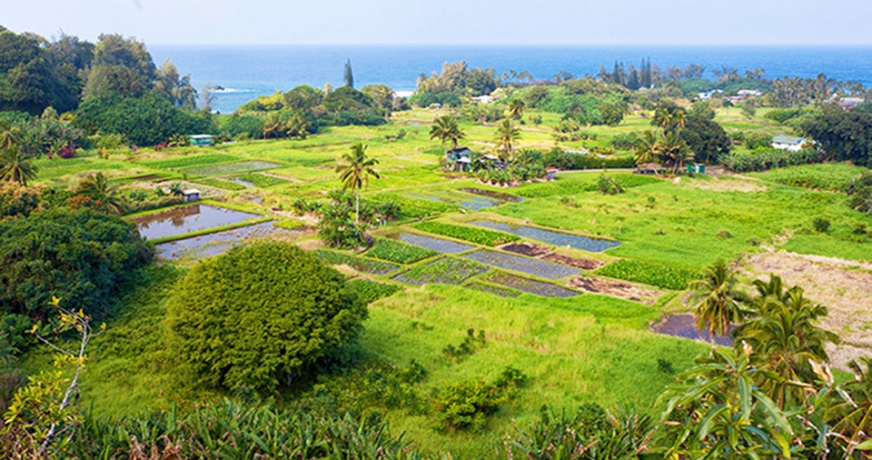 Maui Best Camp Keanae