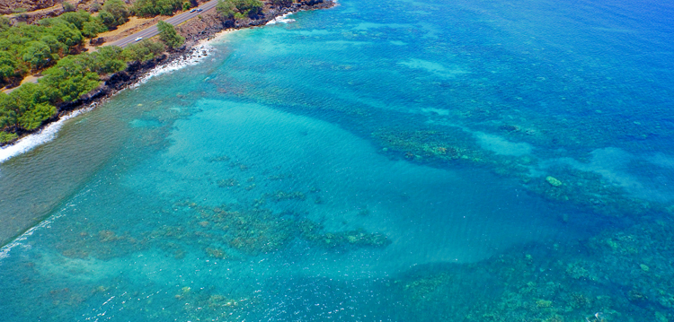 Top Maui Hawaii Snorkel Destination Coral Gardens