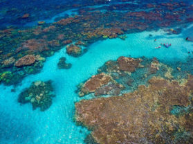 Adventure Snorkel Tour Maui Hawaii Coral Gardens