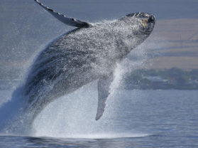 Best Maui Hawaii Whale Breach Coral Gardens