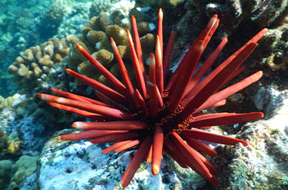 Slate Pencil Sea Urchin