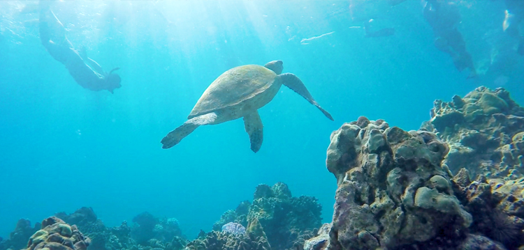 snorkeler at Turtle Town swimming above the coral reef in maui hawaii