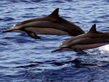 Spinner Dolphins