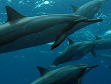 Spinner Dolphins