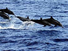 Spinner Dolphins