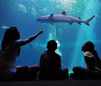 Maui Ocean center