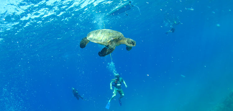 A Top Maui Fun Adventure Activity and Tour