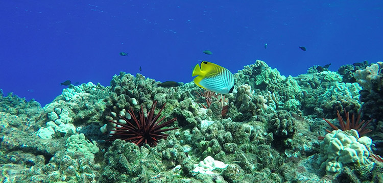 coral reef snorkel