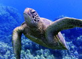 Sea turtle