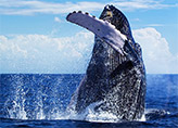 Humpback whale