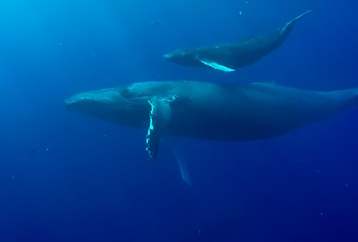 Best Maui Whale Watch Destination