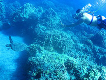 Maui Hawaii Coral Reef Snorkel Adventure Tour