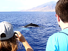 Best Maui Whale Watching Cruise