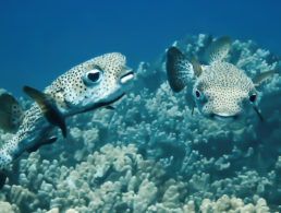 Spiny Puffer