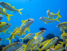 Yellowfin Goatfish