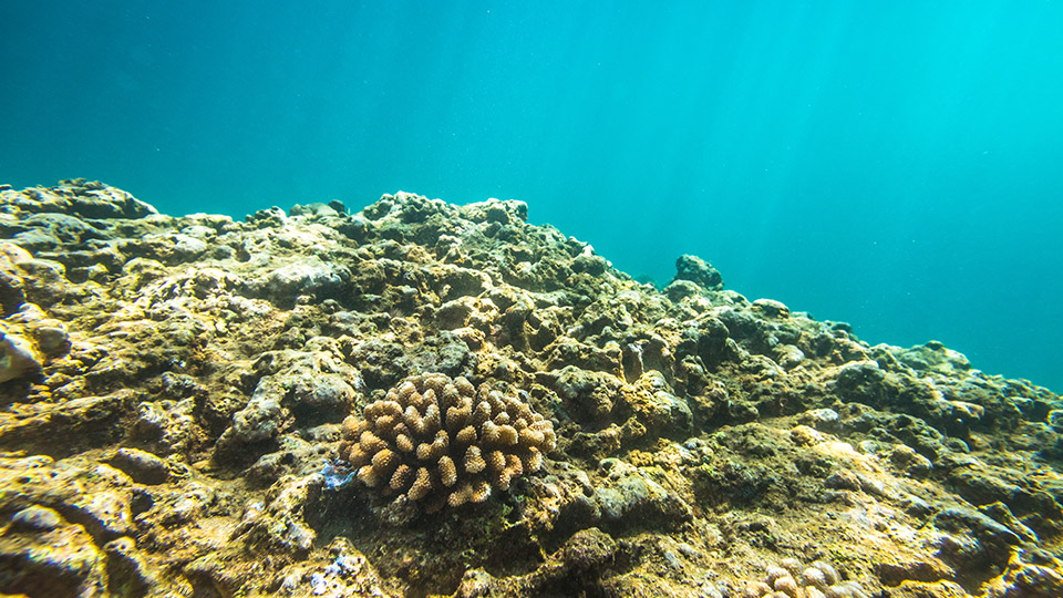 Underwater Reef at Sharks Cove