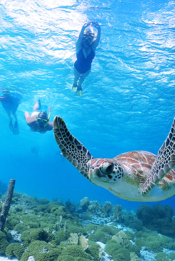 Green sea turtle