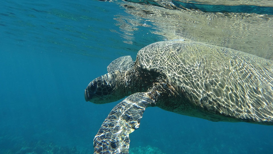 Best Hawaii Activities Snorkeling