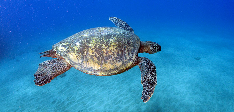 Hawaiian Green Sea Turtle