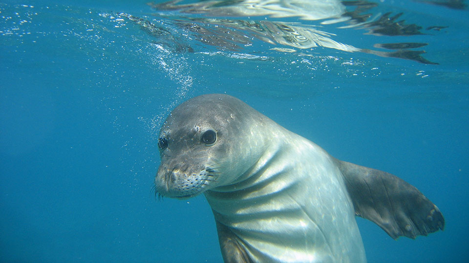 Hawaiian Monk Seal