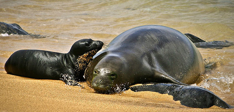 Hawaiian Monk Seal