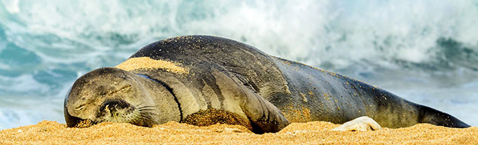 Hawaiian Monk Seal