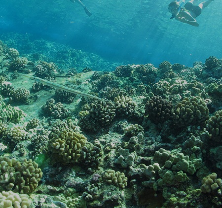 Save Hawaii’s Coral Reefs