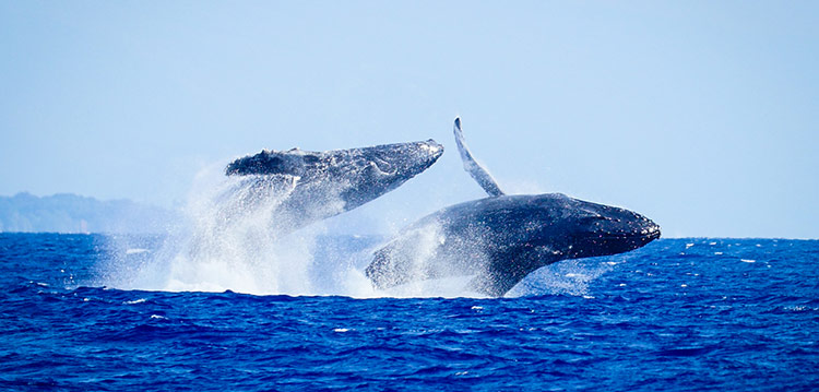 Humpback Whales