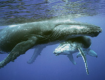 Humpback Whale