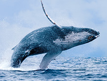 Humpback Whale