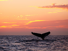 Humpback Whale