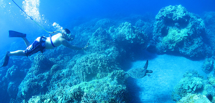 SNUBA diver and a sea turtle