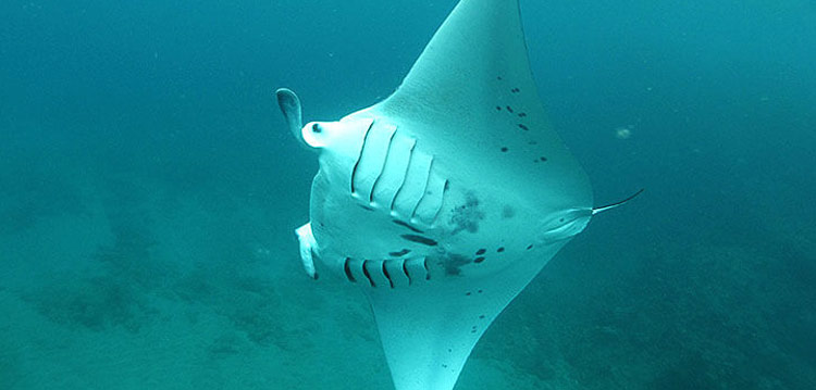 Manta Ray