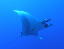 Manta Ray