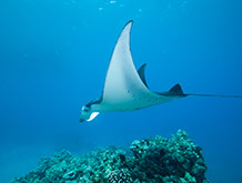 Manta Ray